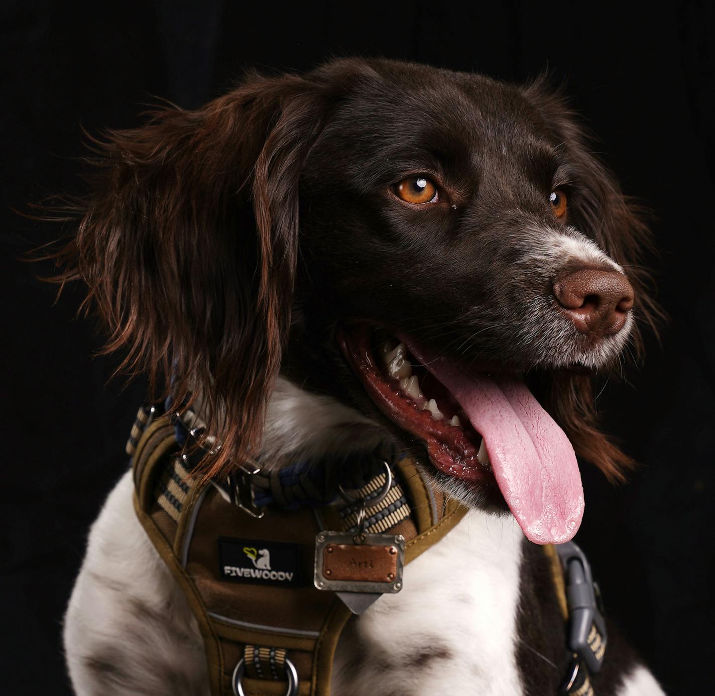 Arti, a 9-month-old Small Munsterlander owned by Jacob Huset of Kimball, Minn. ] ANTHONY SOUFFLE &#x2022; anthony.souffle@startribune.com Hunting dogs and their owners sat for portraits during the the National Pheasant Fest and Quail Classic Friday, Feb. 14, 2020 at the Convention Center in Minneapolis.