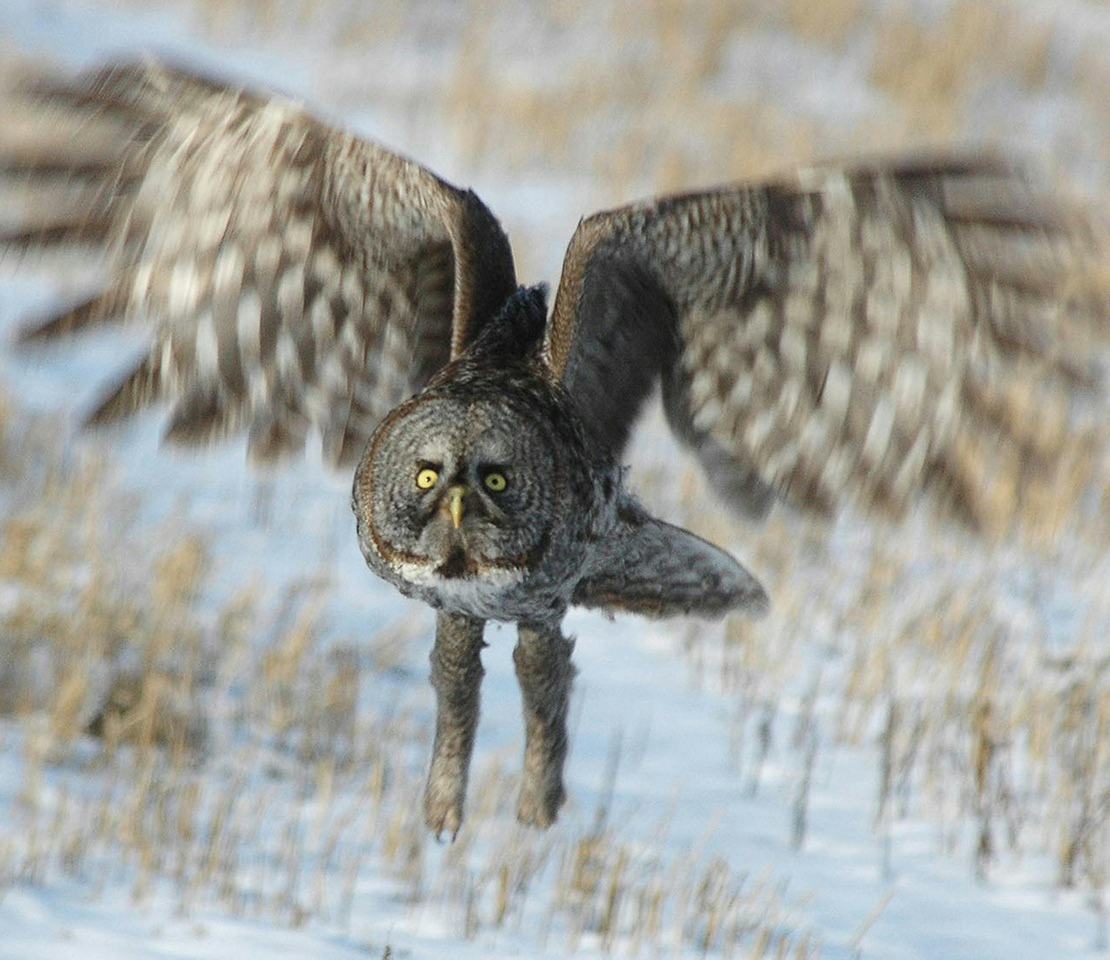 The eye sockets in this owl skull hold very large eyes. The bird twists it neck to look to the side because it cannot move its eyeballs. The eyeball is so large there is little room in the large sockets for the necessary muscles. The bird, however, has excellent binocular vision, allowing accurate judgment of distance.
credit: Jim Williams
