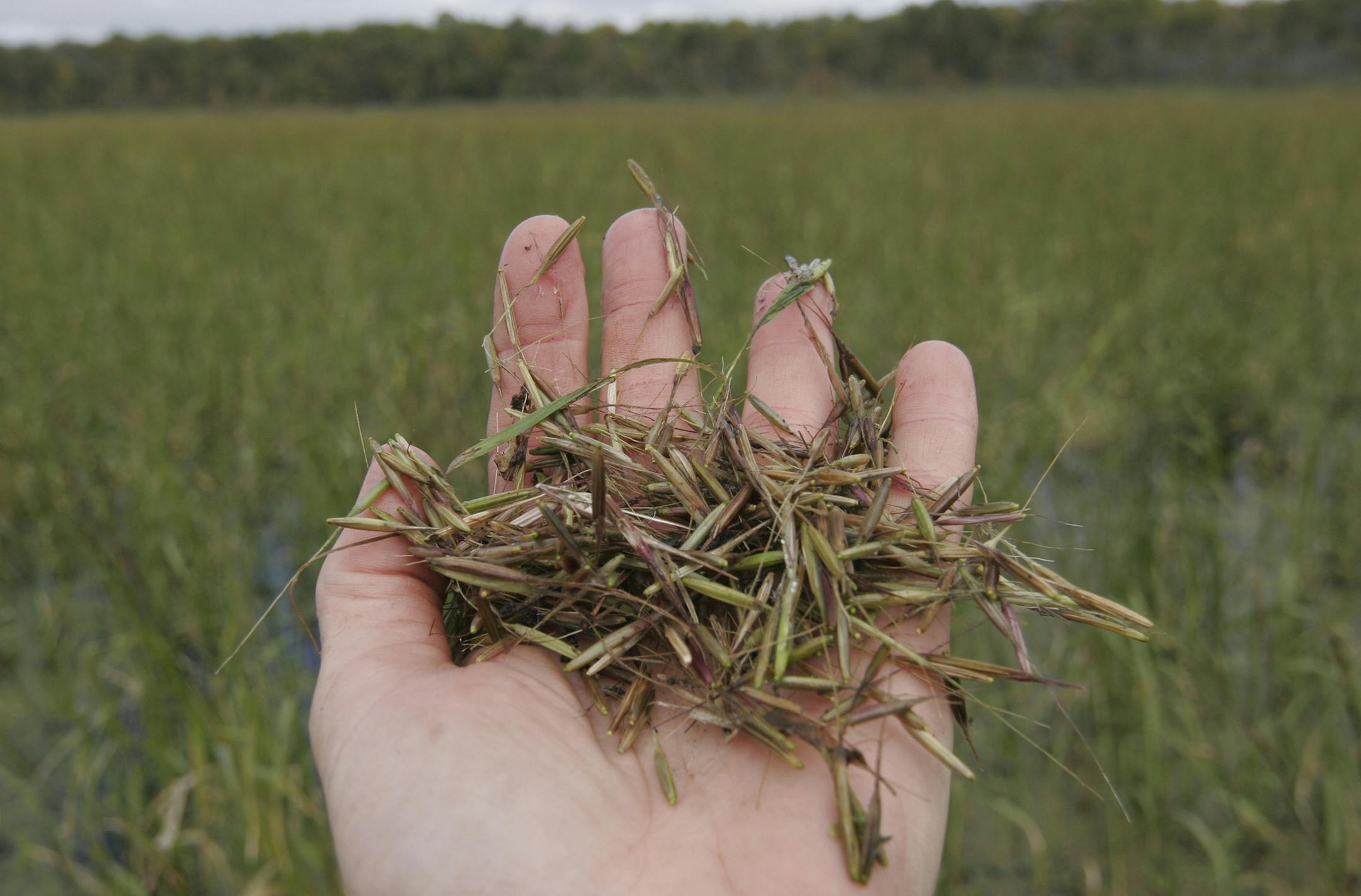 Wild rice is an important food for ducks, and the state Department of Natural Resources and Ducks Unlimited pays for a progam that aims to boost wild rice production in northern Minnesota. ORG XMIT: MIN1309231355582522