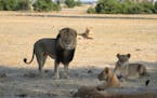 In this file photo taken at Hwange National Park in 2012, Cecil the lion stands with his pride in Zimbabwe.