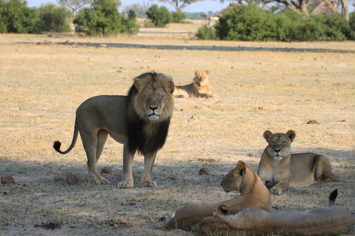 In this file photo taken at Hwange National Park in 2012, Cecil the lion stands with his pride in Zimbabwe.