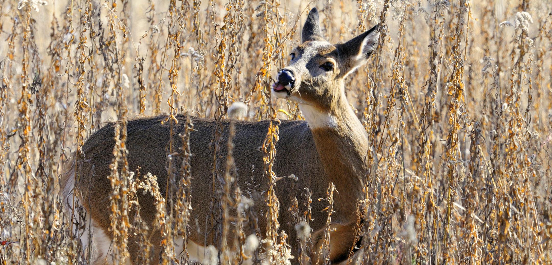 A whitetail doe feeds on the leaves of goldenrod, a favorite fall food. Find where does are feeding and you'll also find bucks.