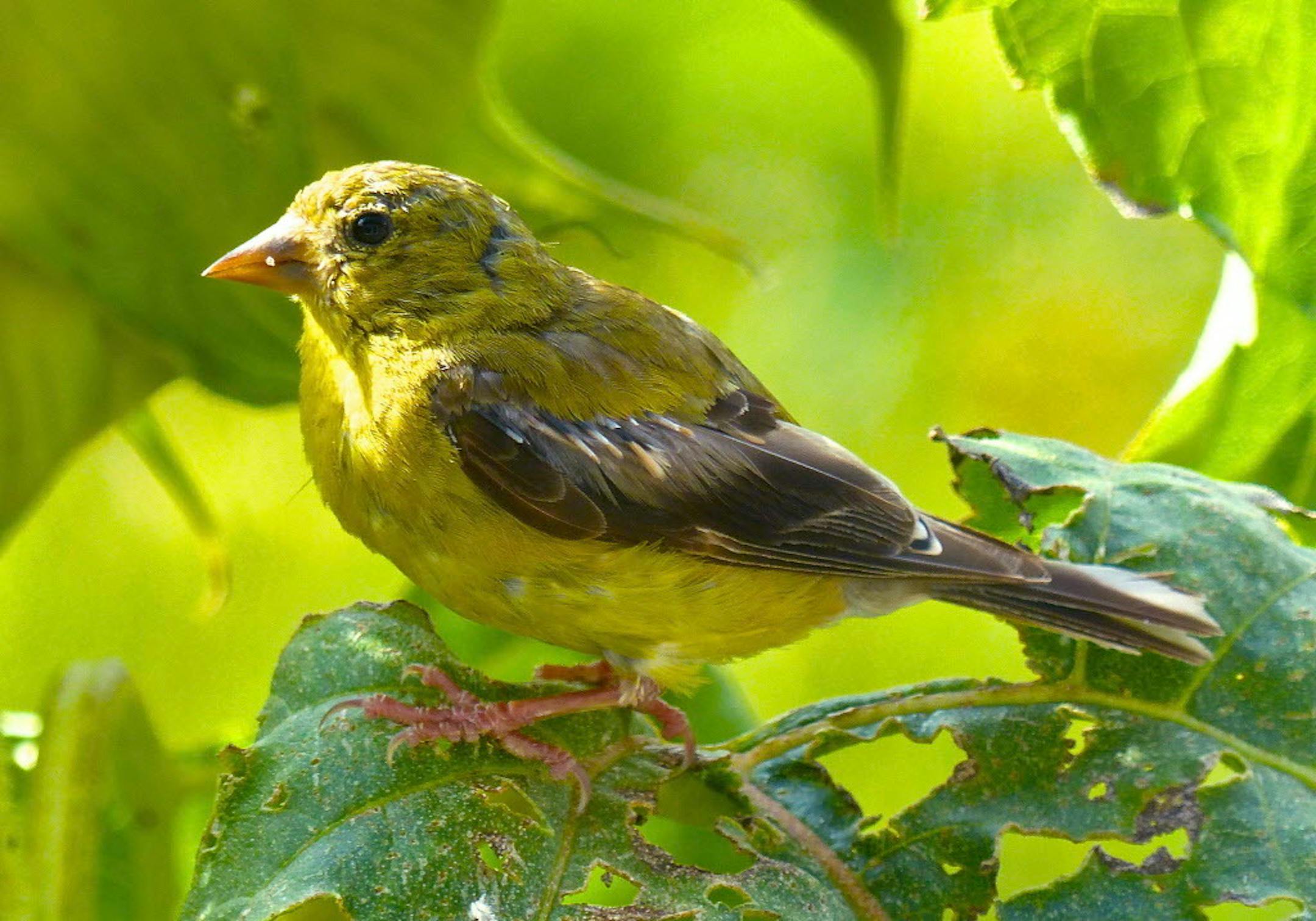 Goldfinches don't migrate.