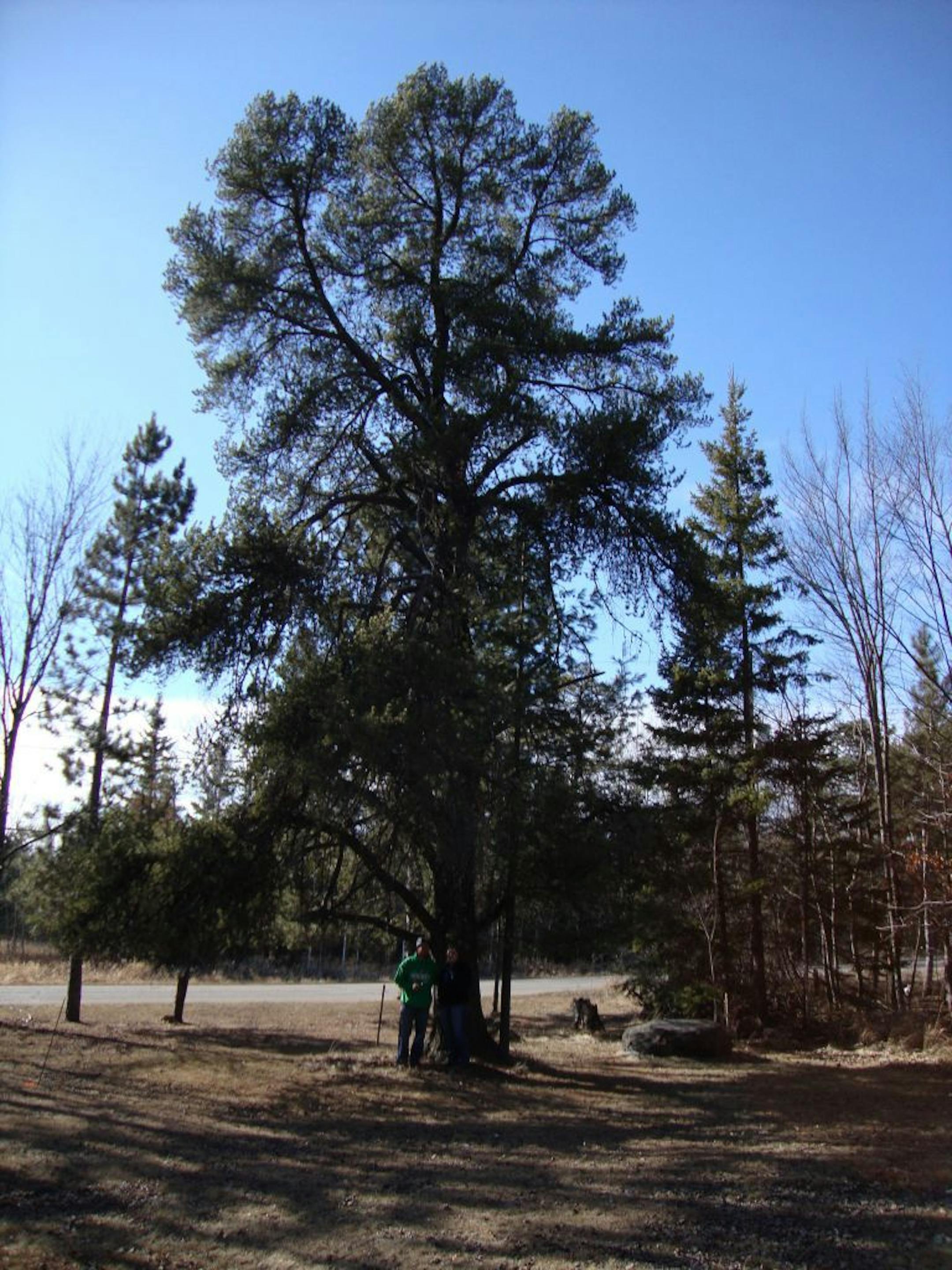 A Jack Pine that stood 57 feet high in Mountain Iron, Minn., was named the state's largest March 30. It was cut down three days later.
