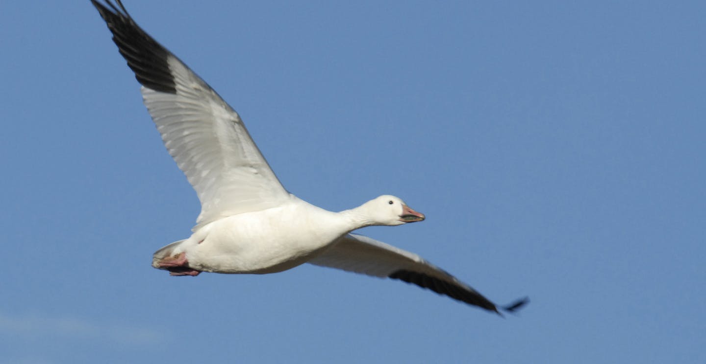 Snow goose in flight
credit: Jim Williams