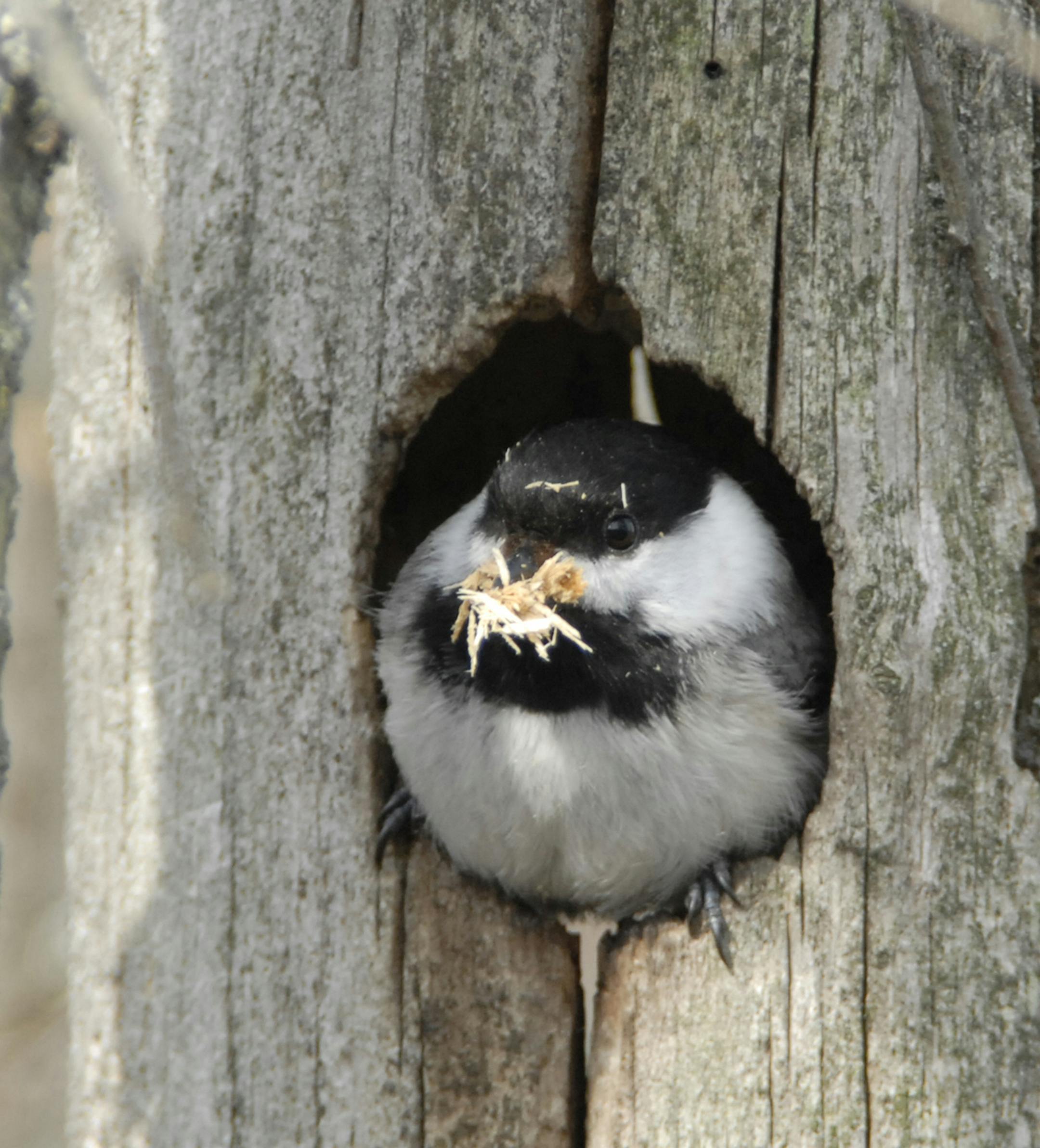 Black-capped chickadee peers out of a tree cavity ORG XMIT: MIN2014030715135157