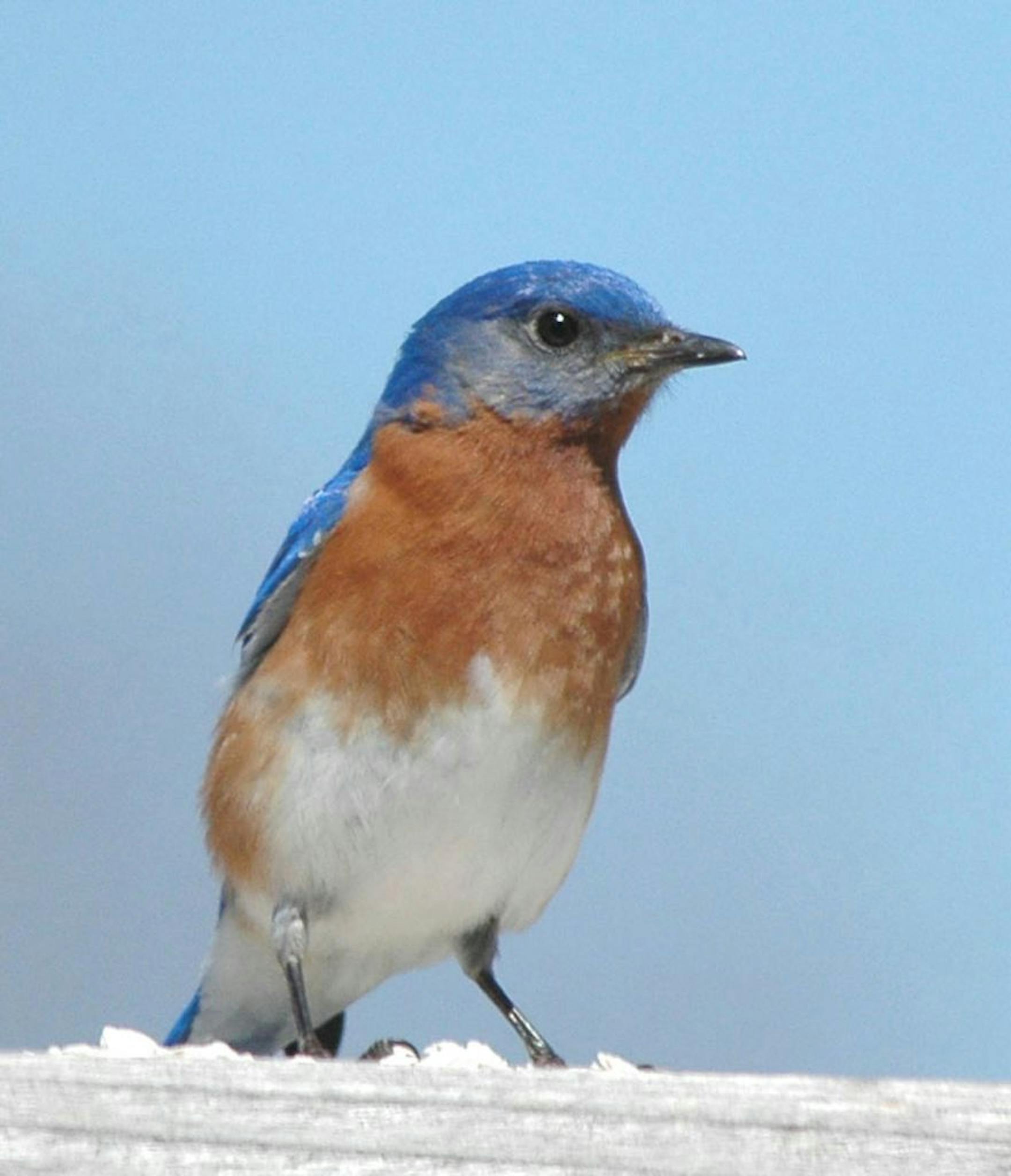 Male Eastern bluebird