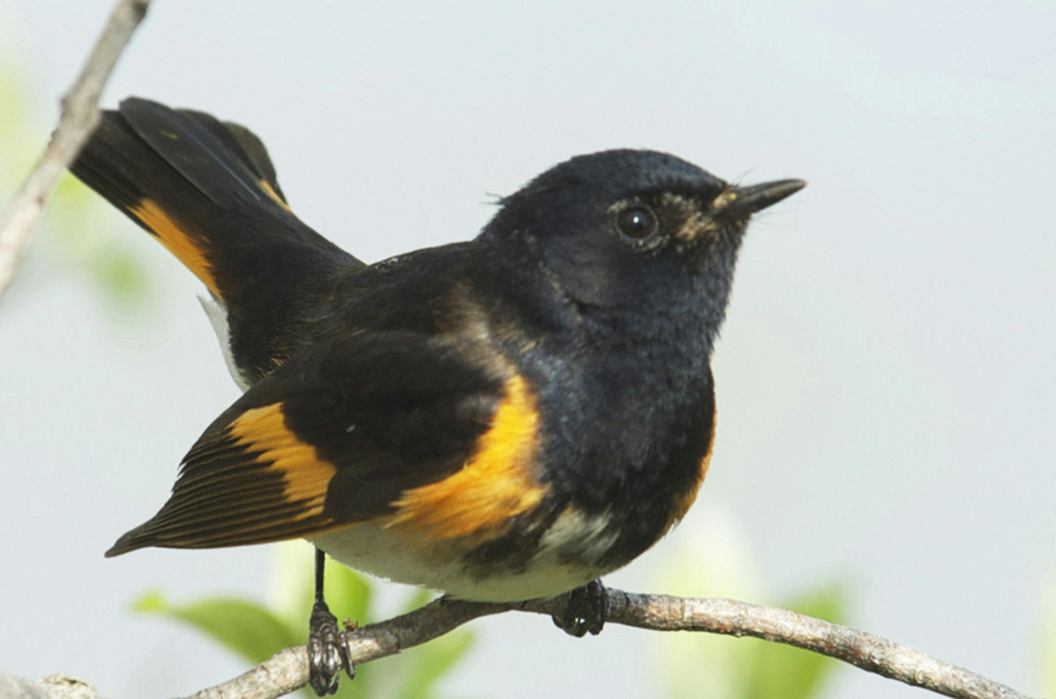 American redstart male
Jim Williams