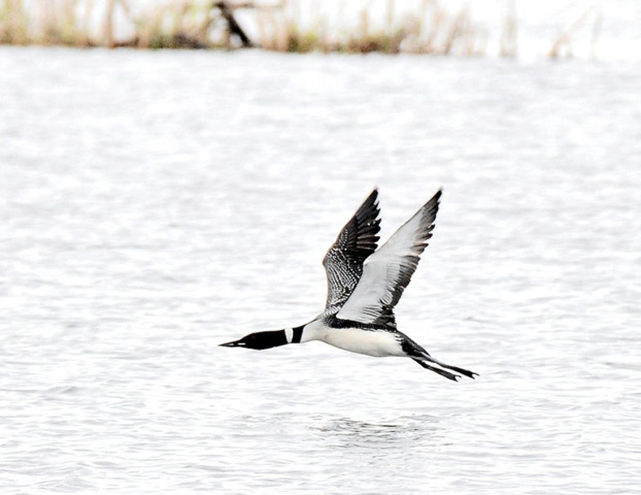 A common loon flies low over the water.