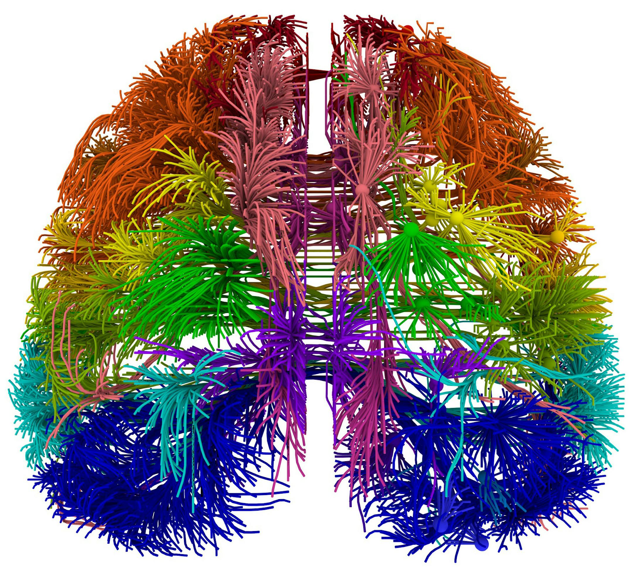 This image provided by the Allen Institute for Brain Science on March 28, 2014 shows a top-down view of connections originating from different cortical areas of the mouse brain. The research published Wednesday, April 2, 2014 is the first brain-wide wiring diagram for a mammal at such a level of detail. While it does not reveal every connection between each of the rodent's 75 million brain cells, it shows how parts of the brain are connected. (AP Photo/Allen Institute for Brain Science)