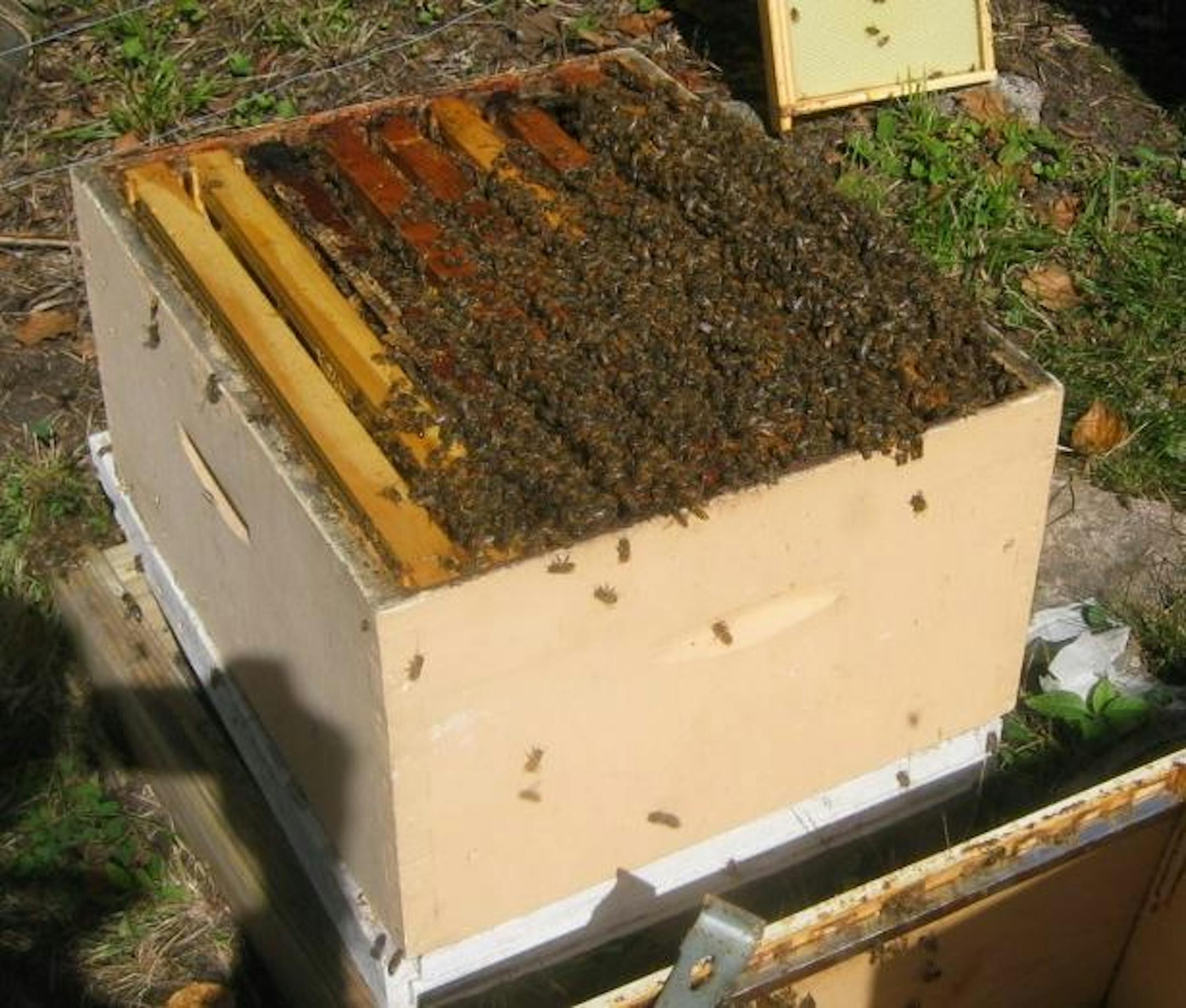 About 1/3 of bees in a hive seen in bottom box.