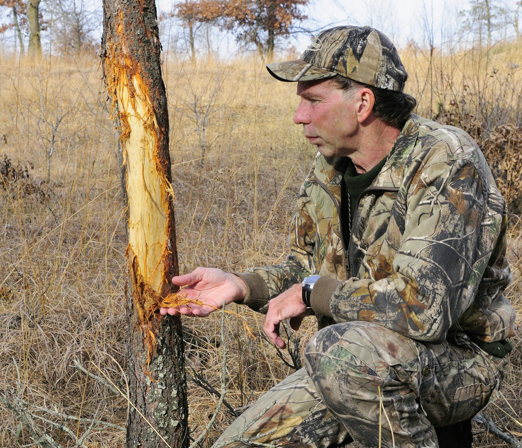 If the sight of a large buck rub like this doesn't stiir your blood, check your pulse. You might be dead.