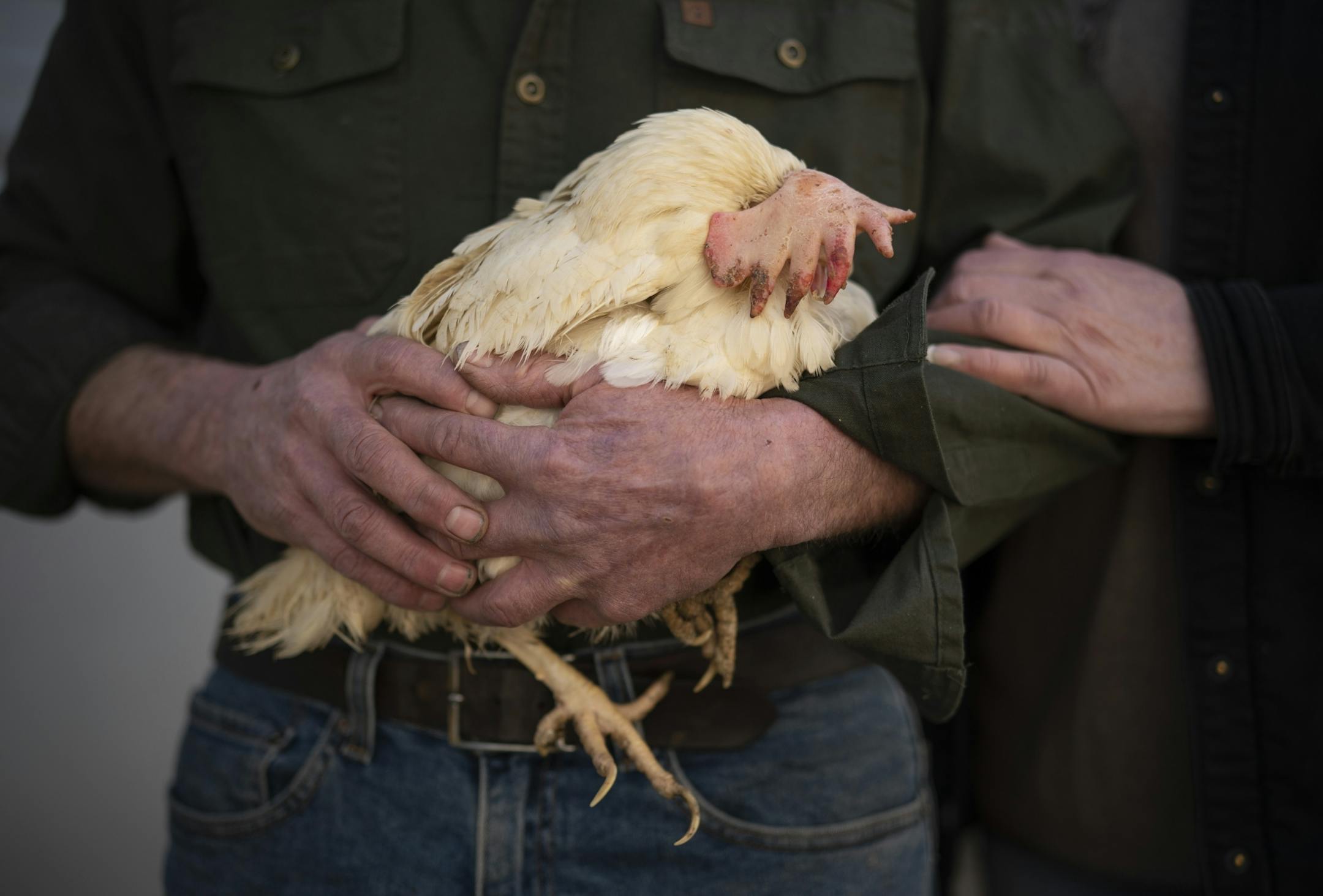 Kerry and Barb Mergen outside their now empty chicken house with a straggler who managed to elude the crew that came in to euthanize the other 61,000 laying hens in their flock.