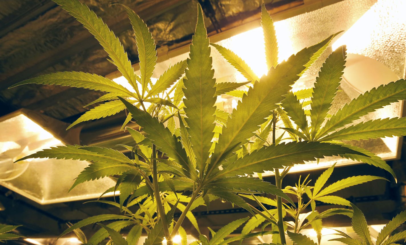 Dec. 27, 2013: Marijuana plants grow under special lights inside the grow facility at Medicine Man marijuana dispensary in Denver.