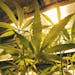 Dec. 27, 2013: Marijuana plants grow under special lights inside the grow facility at Medicine Man marijuana dispensary in Denver.