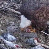 Three hatchlings are seen Sunday morning in an EagleCam screen grab.