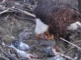 Three hatchlings are seen Sunday morning in an EagleCam screen grab.