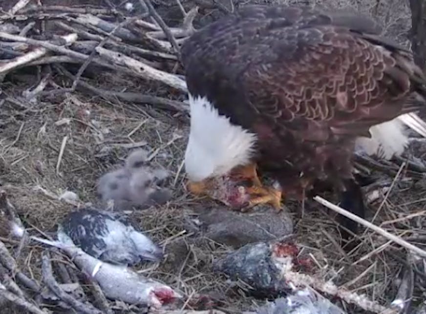 Three hatchlings are seen Sunday morning in an EagleCam screen grab.