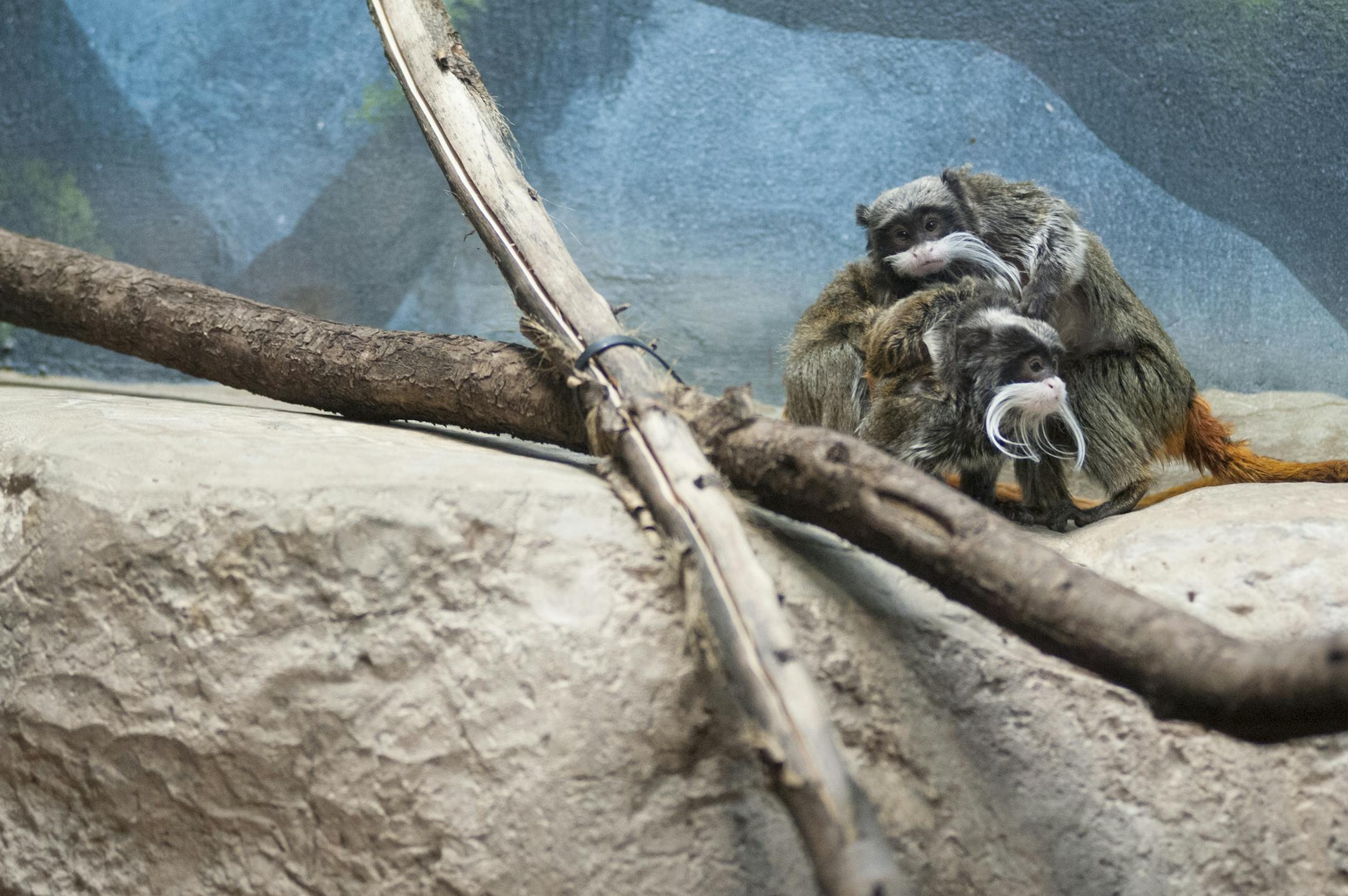 A baby Tamarin huddles on the back of its mother, below its father, at the Como Zoo and Observatory.
