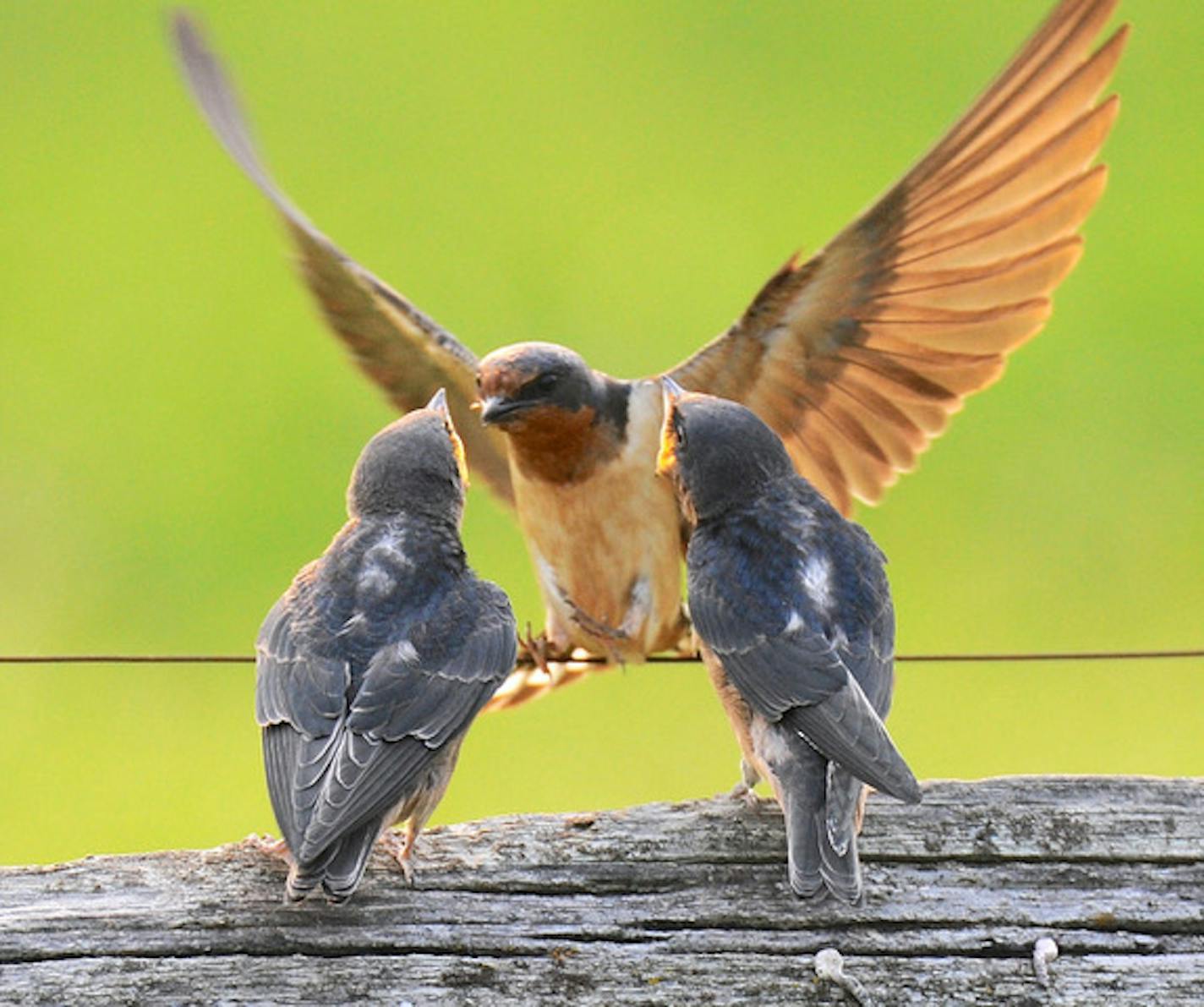 Barn swallow feeding chicks
Jim Williams