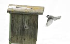 This chickadee will use the provided nest box. But the mealworms? Not so much.