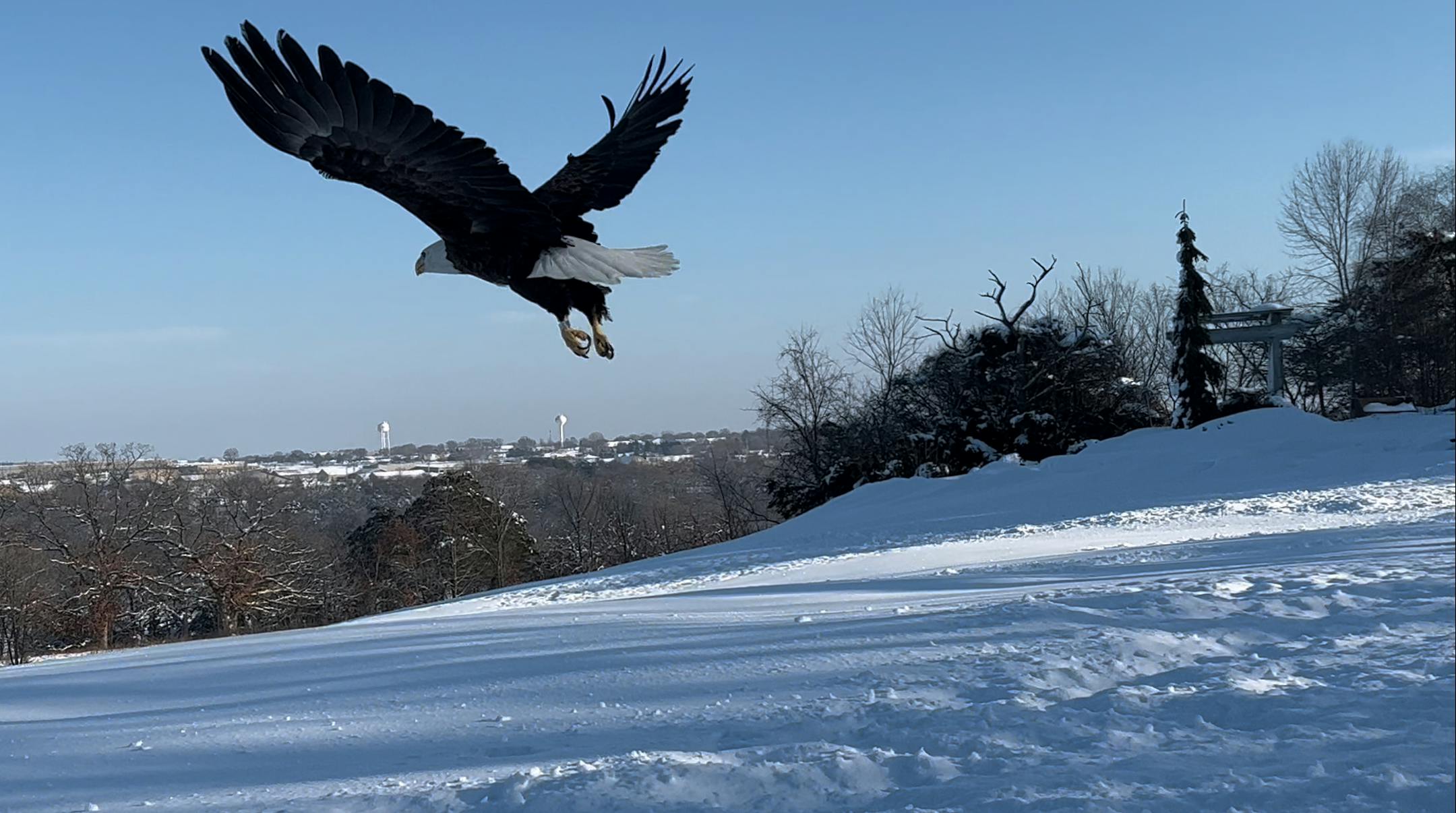 An adult bald eagle is released at Carpenter Nature Center in Hastings on Jan. 6.
