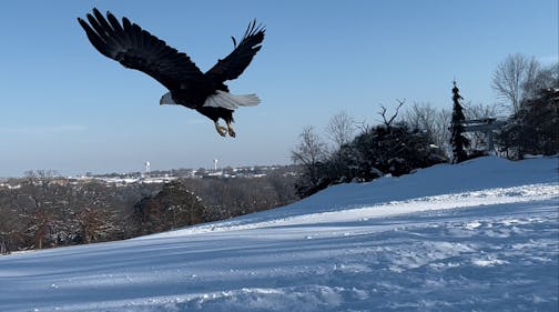 An adult bald eagle is released at Carpenter Nature Center in Hastings on Jan. 6.