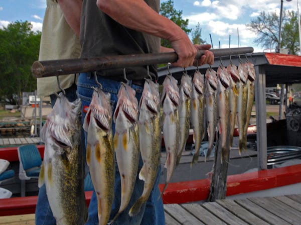 It seems like a long time ago when a four-fish walleye limit governed Mille Lacs, so long as the fish were less than 17 inches long. But it was only s