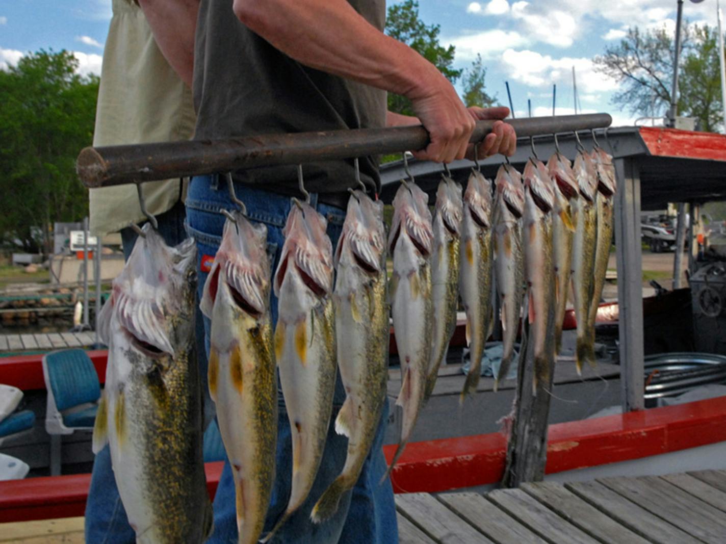 It seems like a long time ago when a four-fish walleye limit governed Mille Lacs, so long as the fish were less than 17 inches long. But it was only seven years ago, in 2012. This year the DNR is proposing a limited harvest of one walleye for Mille Lacs anglers 21 to 23 inches long. ORG XMIT: MIN2016061015315164