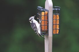 The modern rustic double suet feeder from Wild Birds Unlimited. MUST CREDIT: Photo courtesy of Wild Birds Unlimited.