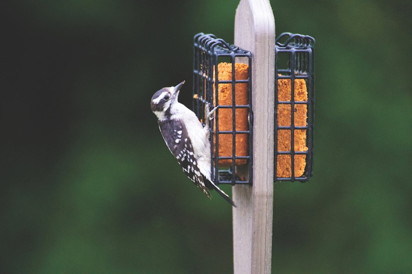 The modern rustic double suet feeder from Wild Birds Unlimited. MUST CREDIT: Photo courtesy of Wild Birds Unlimited.