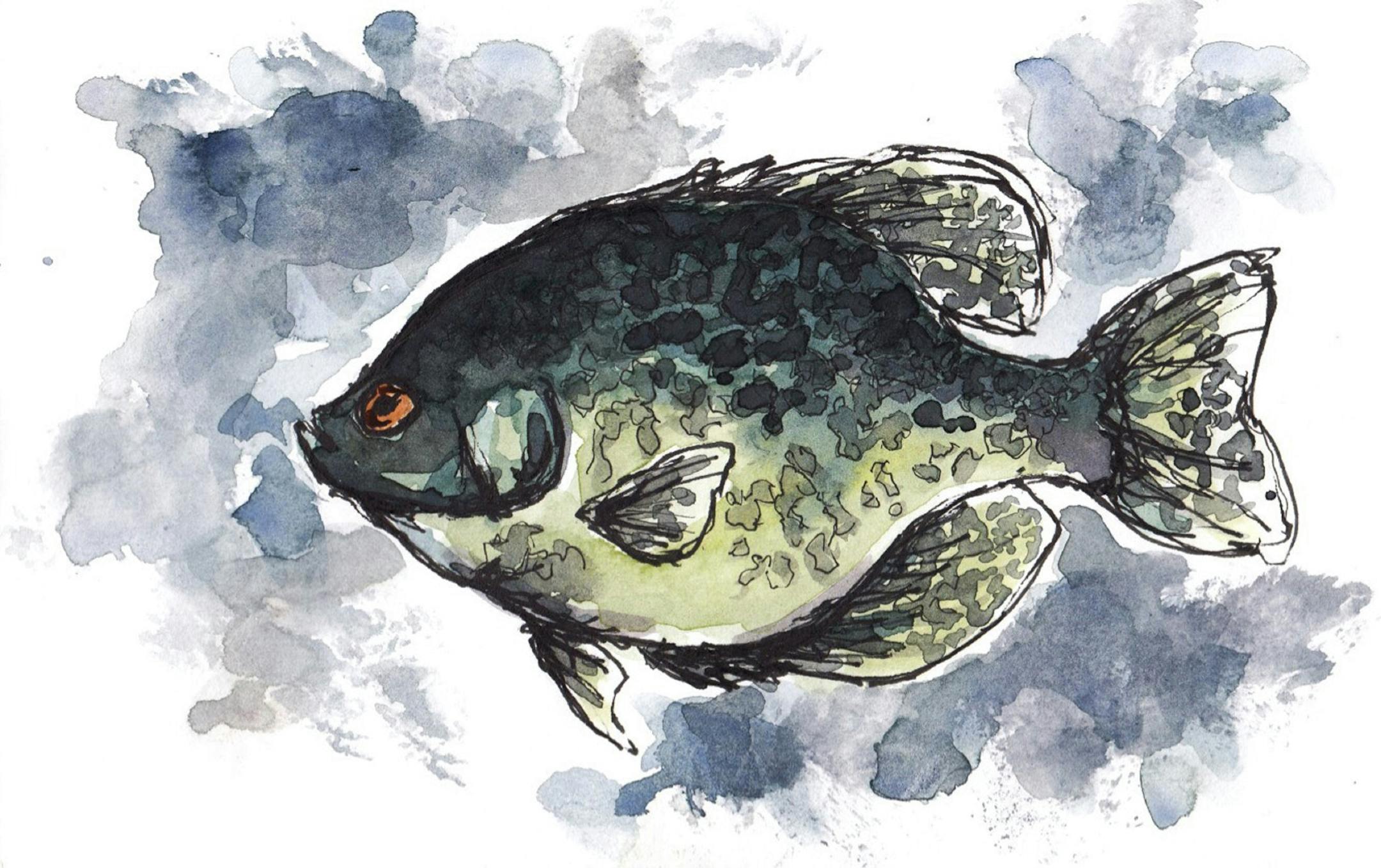 ONE TIME USE. Black crappie