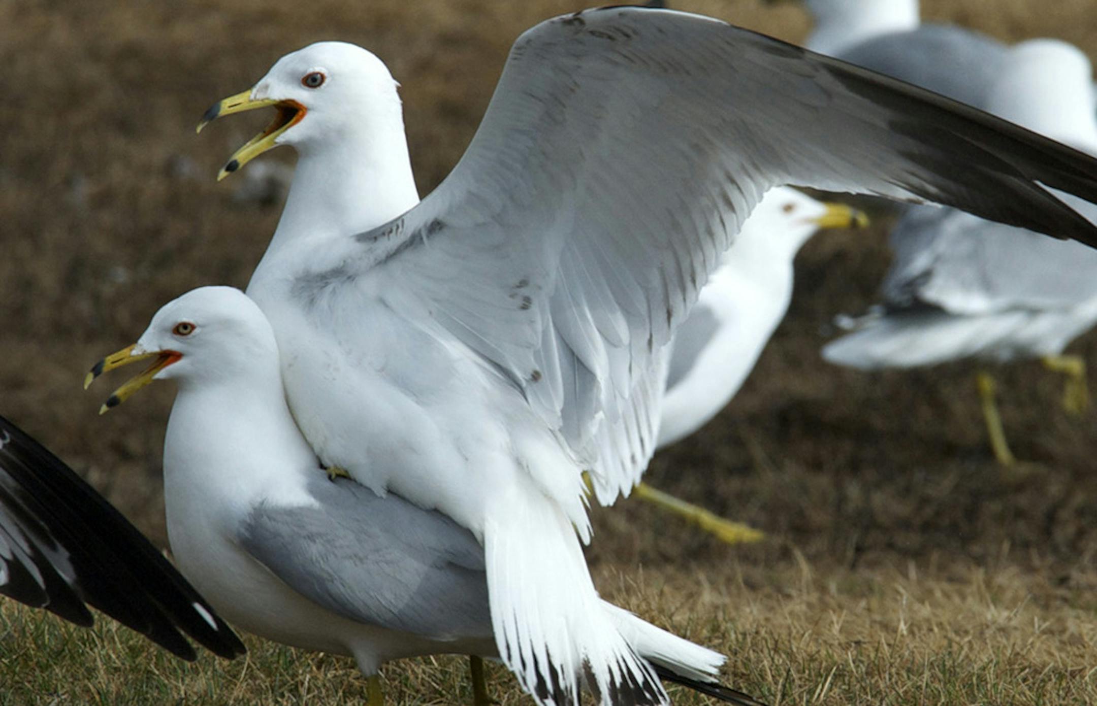 Ring-billed gulls don't require privacy for their brief mating.