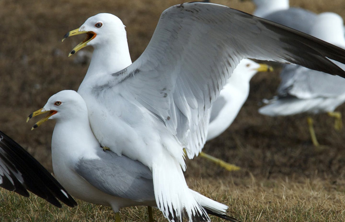 Ring-billed gulls don't require privacy for their brief mating.