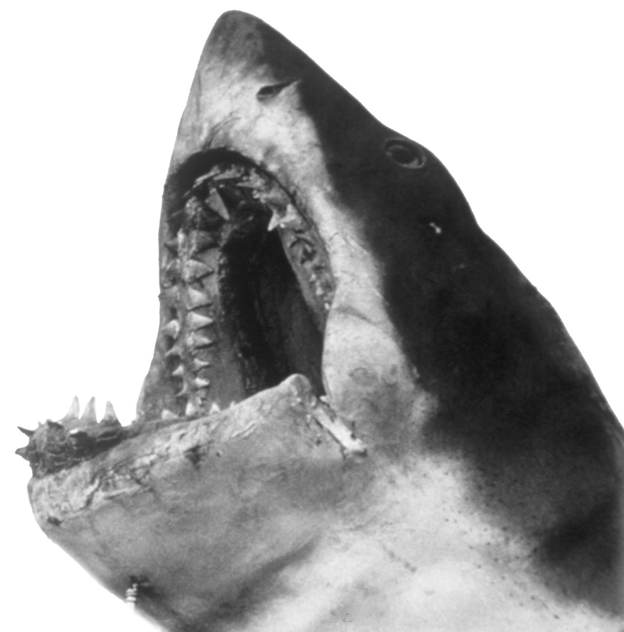 "Jaws: The E! True Hollywood Story" tells some tales about how the famous 1975 movie "Jaws" was made. Handout photo by Edith Blake, courtesy of E! Entertainment Television. ORG XMIT: MIN2013061213552137