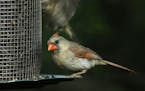 A cardinal enjoys sunflower seeds at a feeder.
Jim Williams photo
