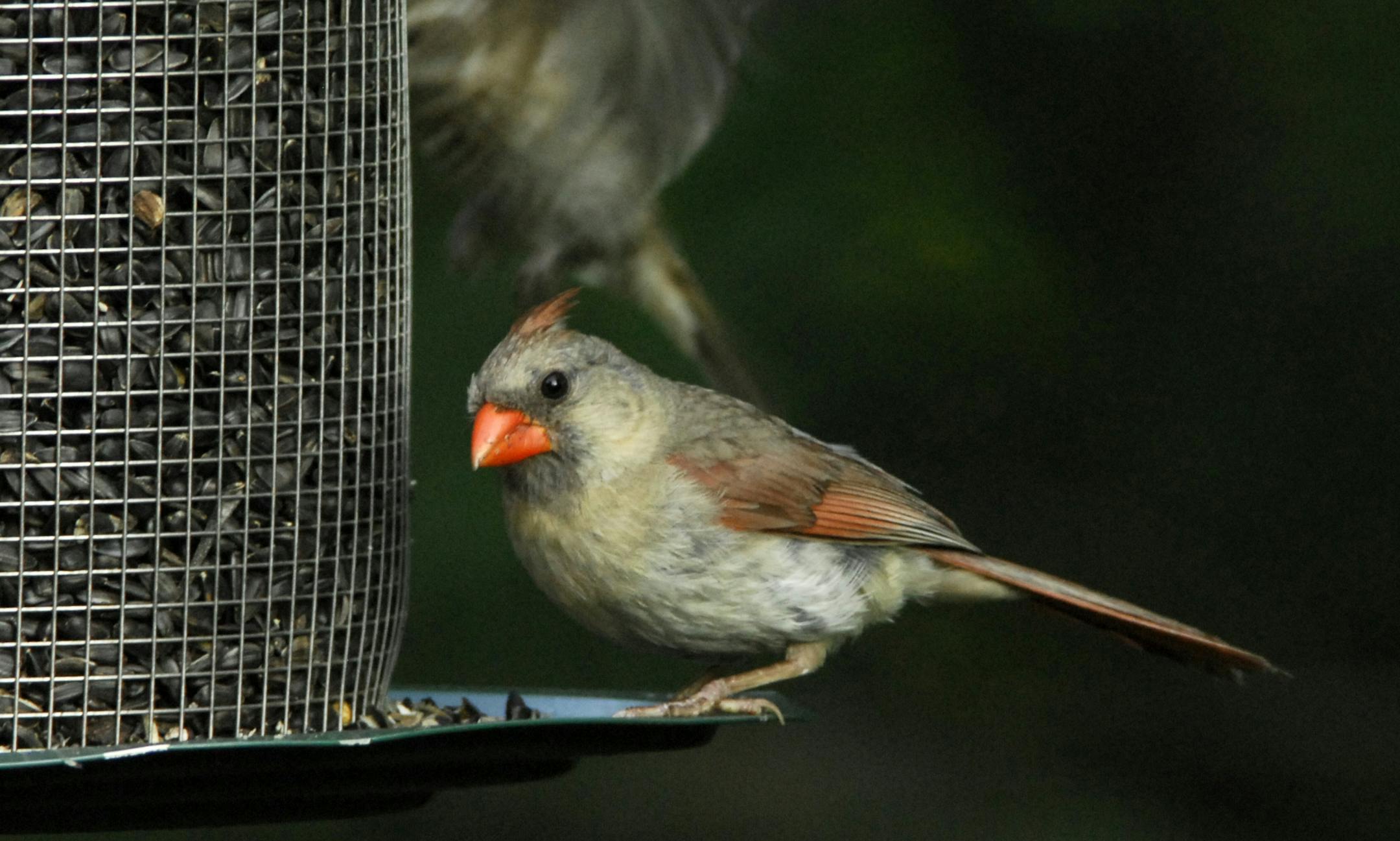 A cardinal enjoys sunflower seeds at a feeder.
Jim Williams photo