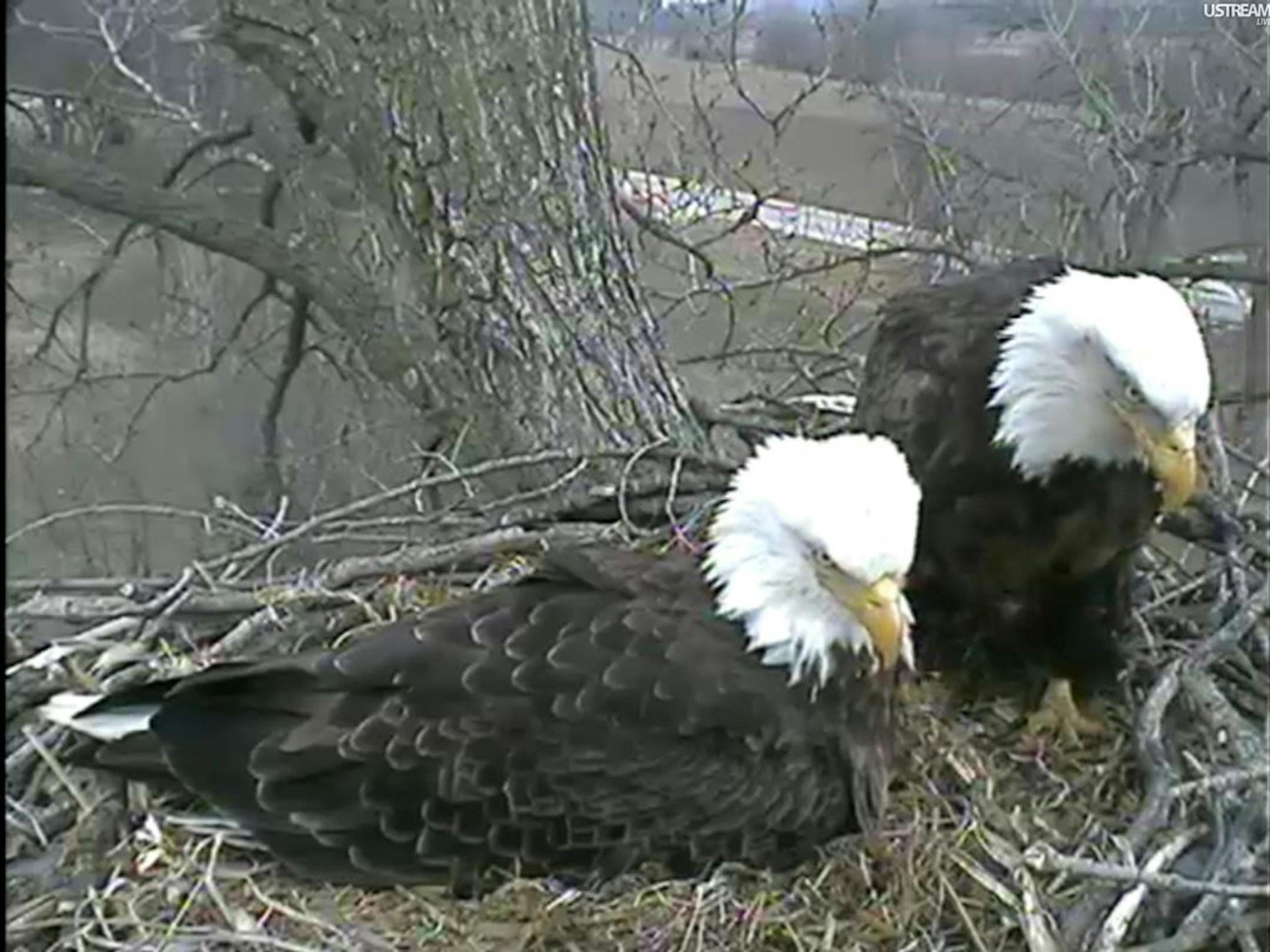 In this image taken from live streaming video provided by the Raptor Resource Project, a pair of eagles stand over their chicks and unhatched eggs in their nest in Decorah, Iowa on Sunday, April 3, 2011. A live video feed with a bird's eye view of eagle eggs hatching has attracted more than 100,000 followers _ so many that the site crashed briefly Saturday after the first eaglet emerged. The camera sponsored by the Raptor Resource Project shows a nest 80 feet up in a tree overlooking a trout str