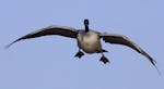 Images like this Canada goose with its wings set and landing gear down are best achieved by setting up where the birds want to be.