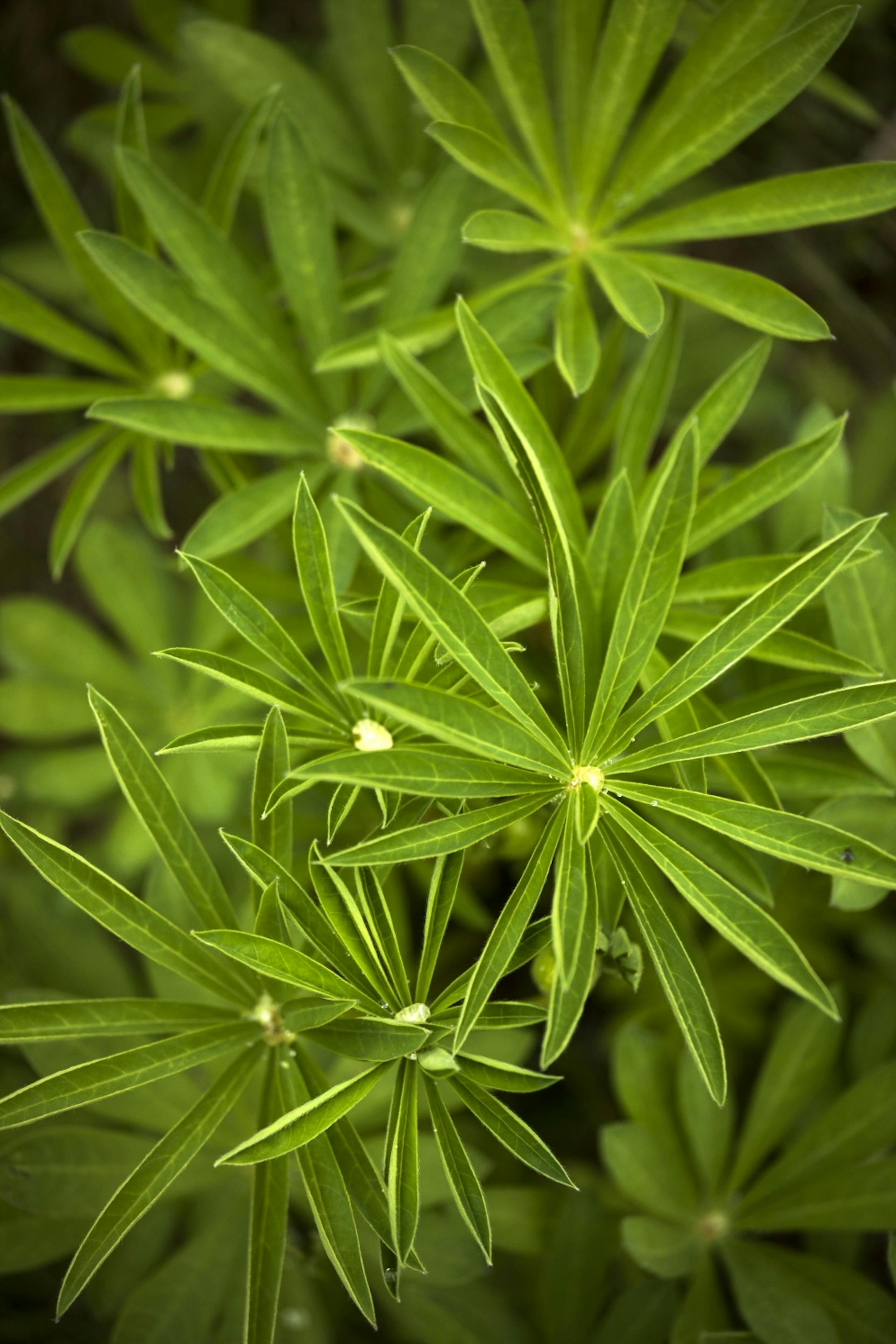 Day-11 - Lupine plants before blooming their purple and pink flowers.