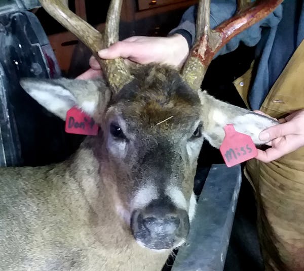 This mature whitetail buck was harvested Sunday by a hunter near Lanesboro inside the state's special disease management zone for chronic wasting dise