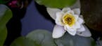 A water lily floats on the surface of the water in the small stone pond in the backyard. ] ALEX KORMANN &#xa5; alex.kormann@startribune.com Jay Peters
