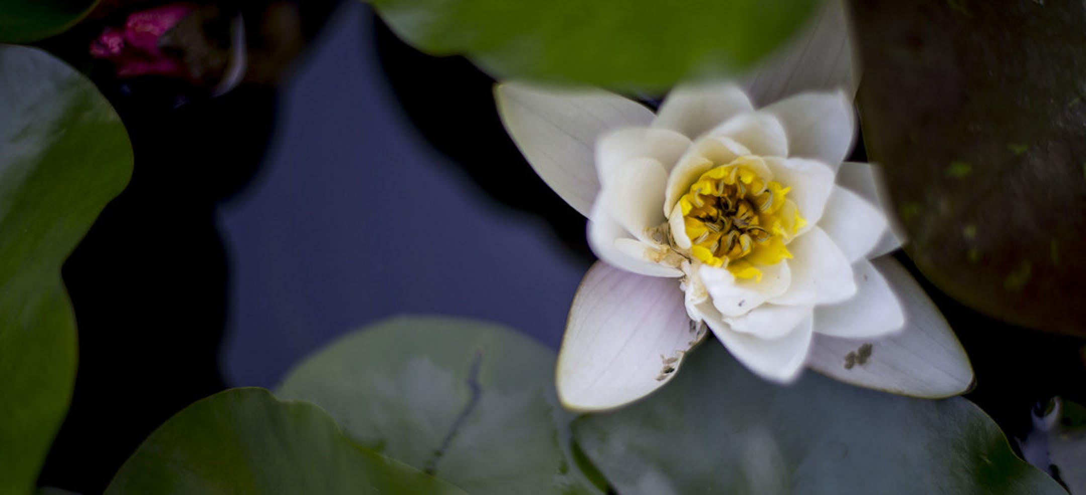A water lily floats on the surface of the water in the small stone pond in the backyard. ] ALEX KORMANN ¥ alex.kormann@startribune.com Jay Peterson and Tom Hayden were declared one of the winners of the Beautiful Gardens contest for their stunning and extensive garden. The pair bought the house 1989 and the garden has slowly evolved since then. They boast that every addition was done completely by themselves with no outside help from a contractor. The garden features a frog and fish filled