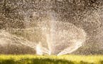 A sprinkler watered a lawn in the Twin Cities suburbs.