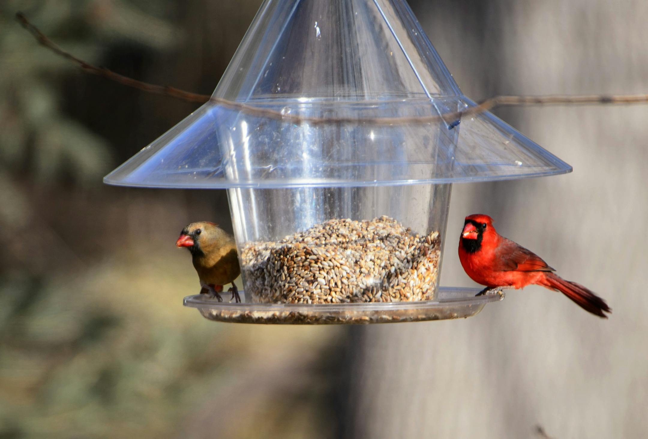 A pair of northern cardinals, left, ate seeds in Karen Jones&#x2019; backyard. Black sunflower seeds, right, available by the pound at wild bird feeding stores, are especially effective in attracting cardinals, jays and grosbeaks.