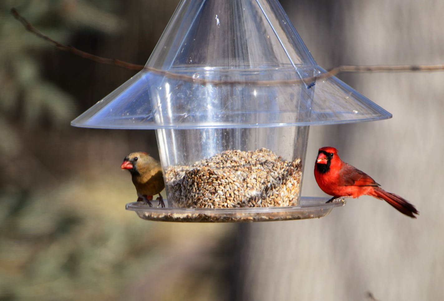 A pair of northern cardinals, left, ate seeds in Karen Jones&#x2019; backyard. Black sunflower seeds, right, available by the pound at wild bird feeding stores, are especially effective in attracting cardinals, jays and grosbeaks.