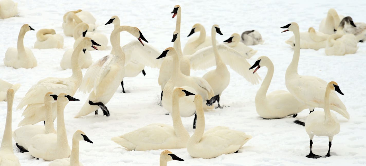 These Trumpeter Swans were all calling at once and creating a cacophony of discordant sound. Hundreds of the swans were on the banks of the Mississippi River in Monticello, Minn. Richard.Sennott@startribune.com Richard Sennott/Star Tribune. , Monticello Minn.Monday 3/18/13) **