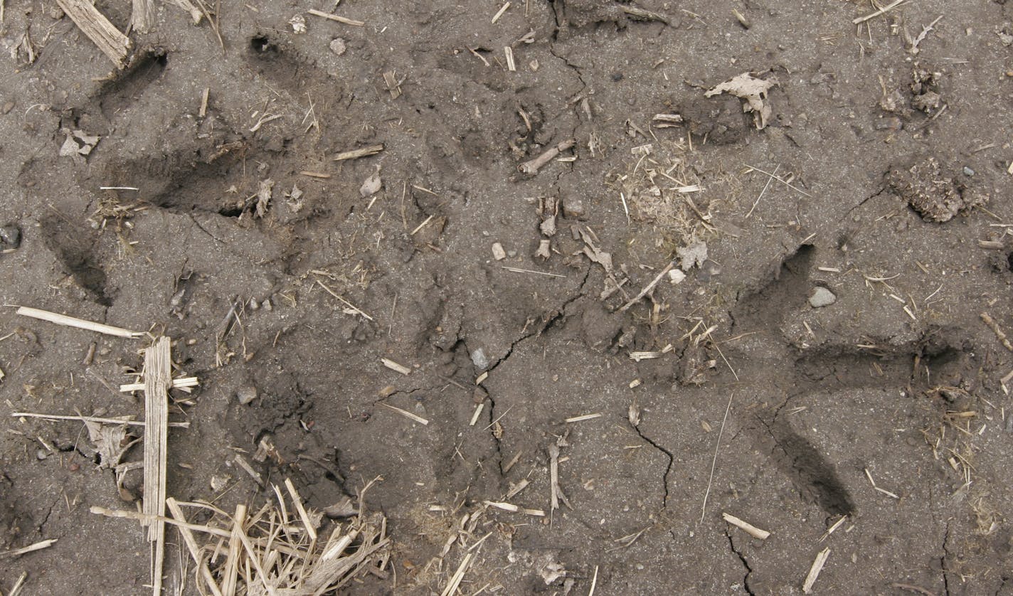 These turkey tracks in the mud were solid evidence of turkey activity.