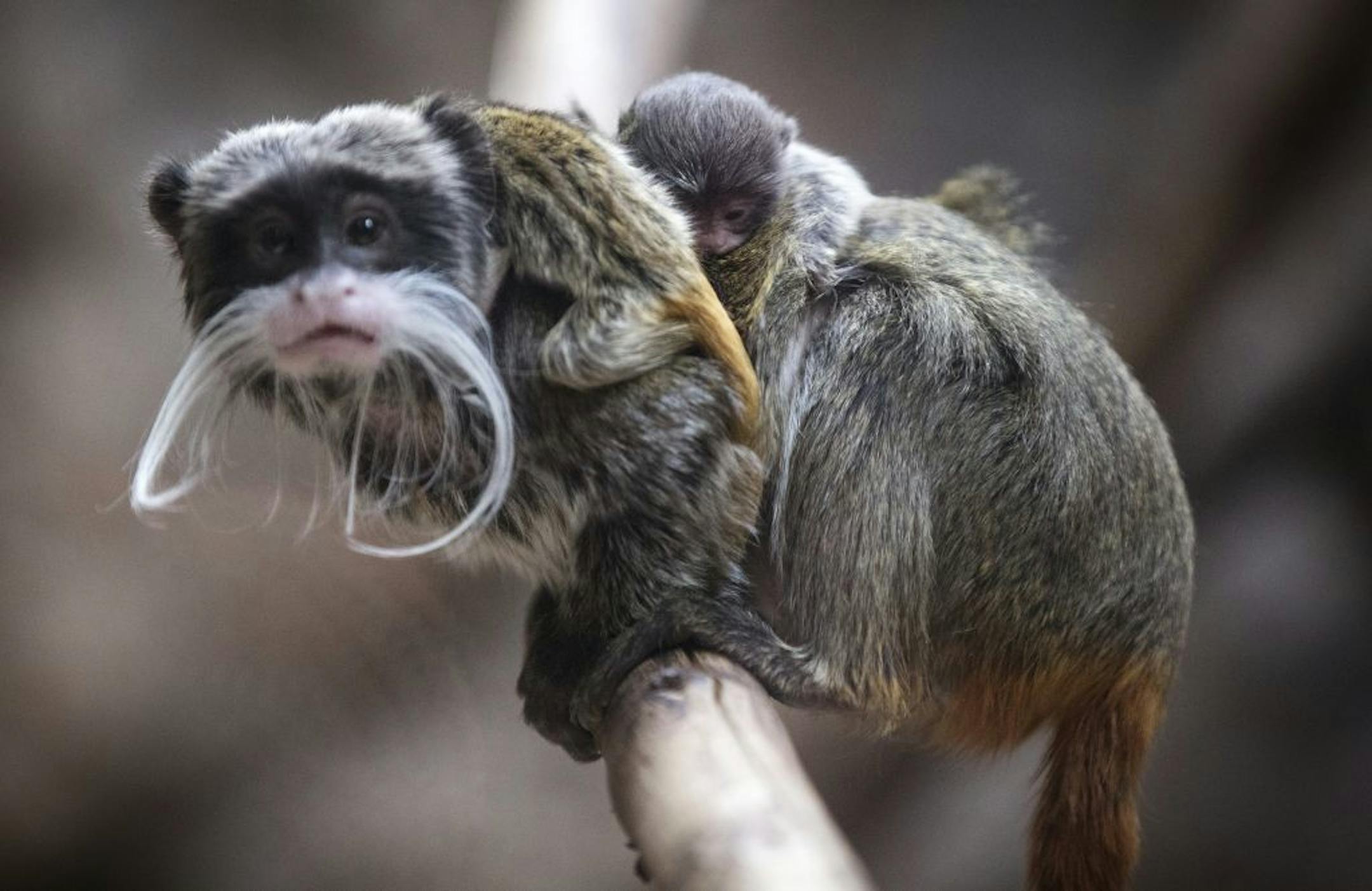Emperor tamarin father Roger carries his newborn twins on his back at the Como Zoo.