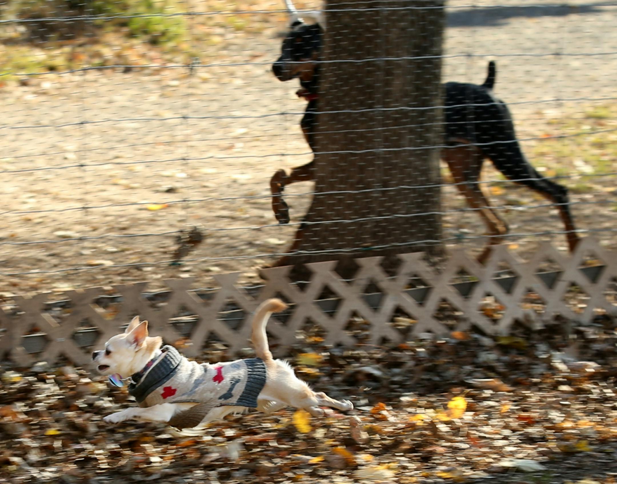 A dog under 30 pounds decided the race was on with a Doberman Pinscher on the other side of the park fence at Alimagnet dog park Friday, Nov. 2, 2018, in Burnsville, MN.